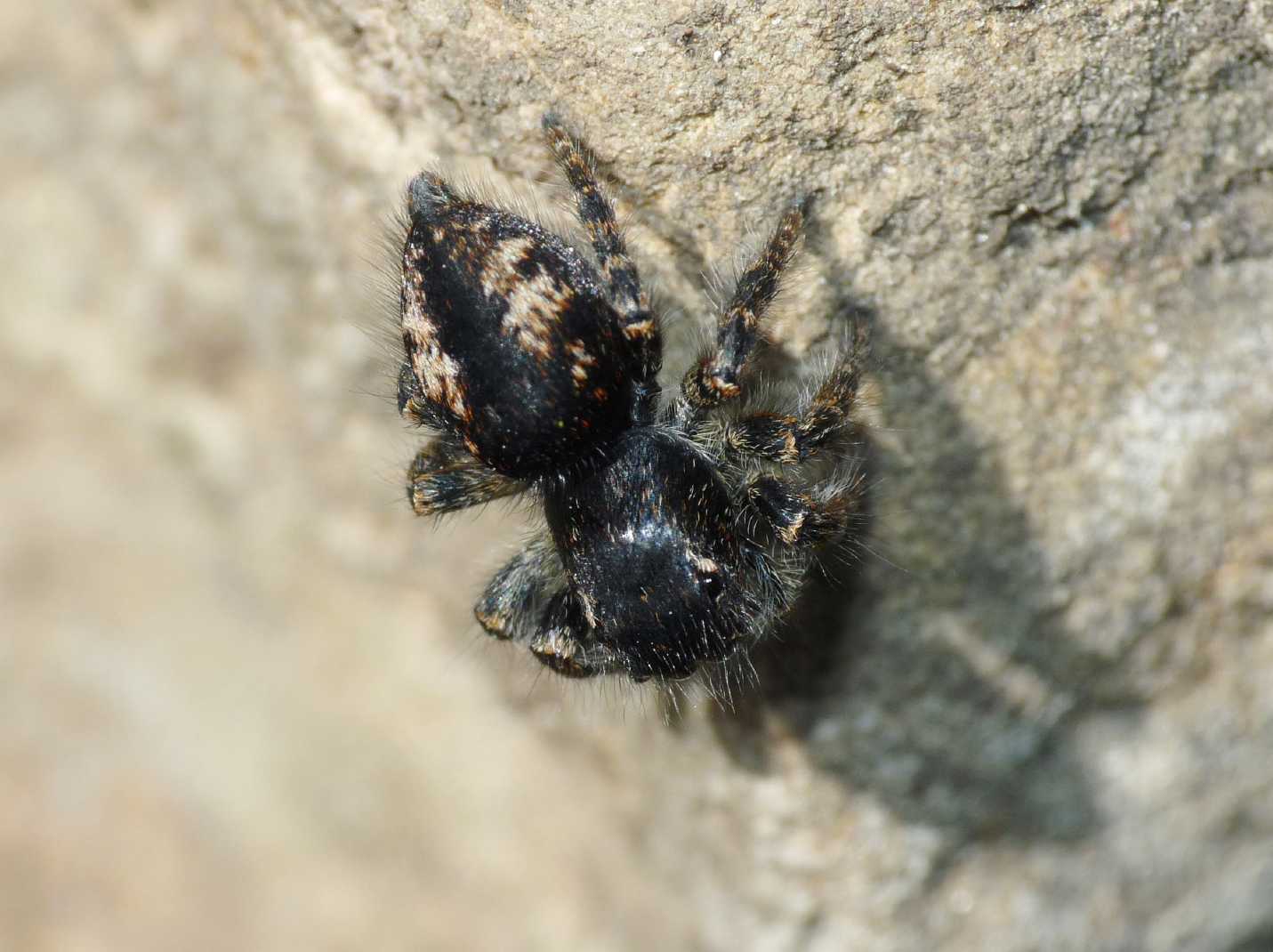 Carrhotus xantogramma? No. Philaeus chrysops